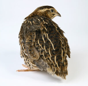 Keeping Quails: Gender Differentiation Image